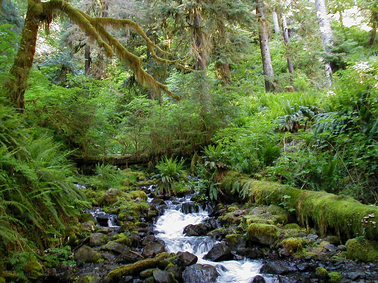 Forest stream in lush greenery