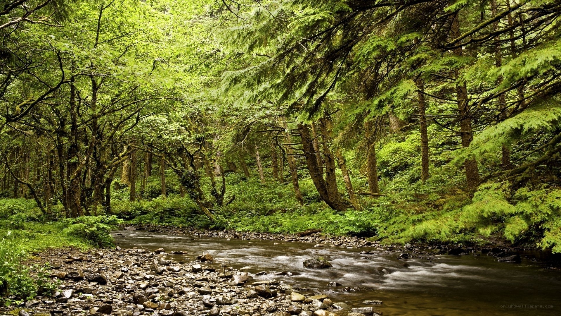 Forest stream in lush greenery