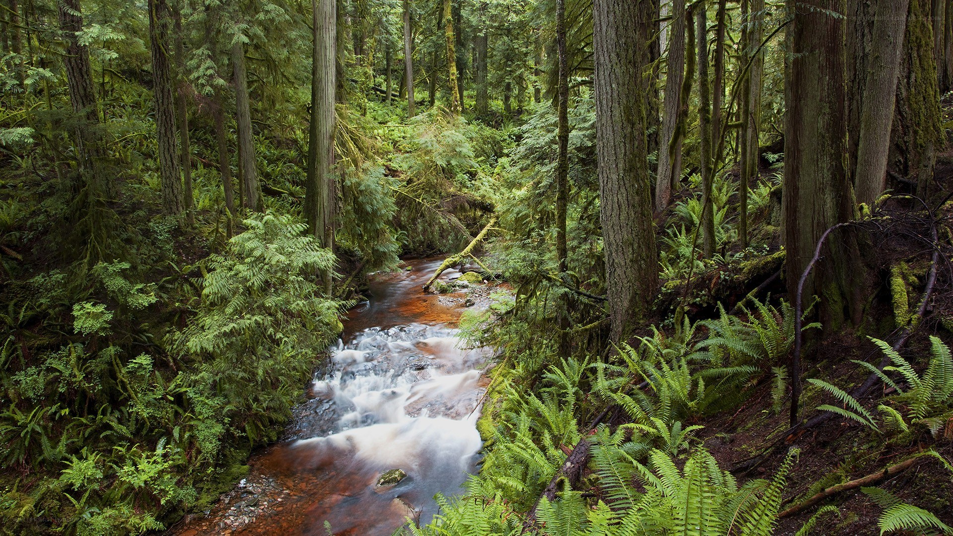 Forest stream in lush greenery