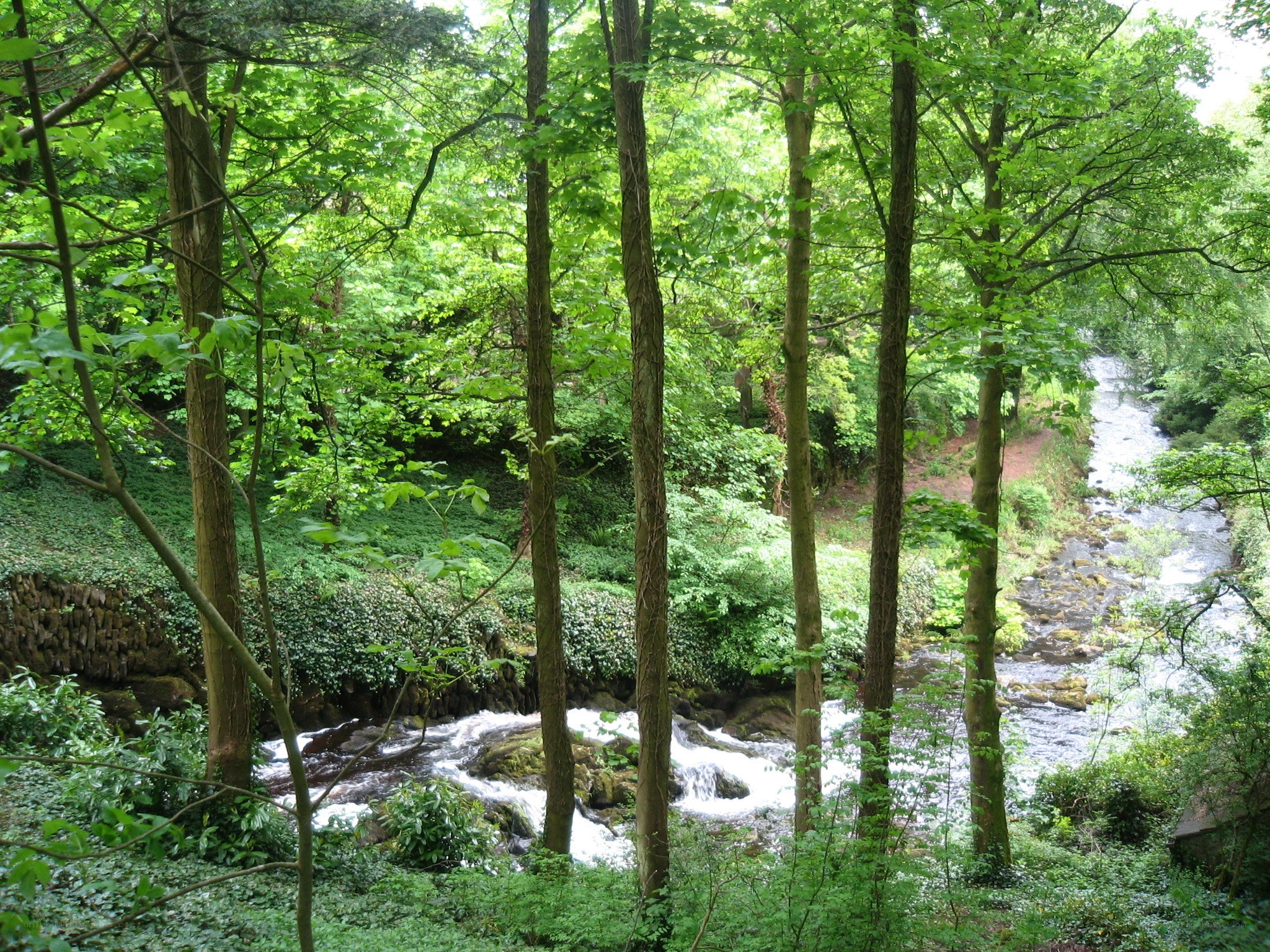 Forest stream in lush greenery