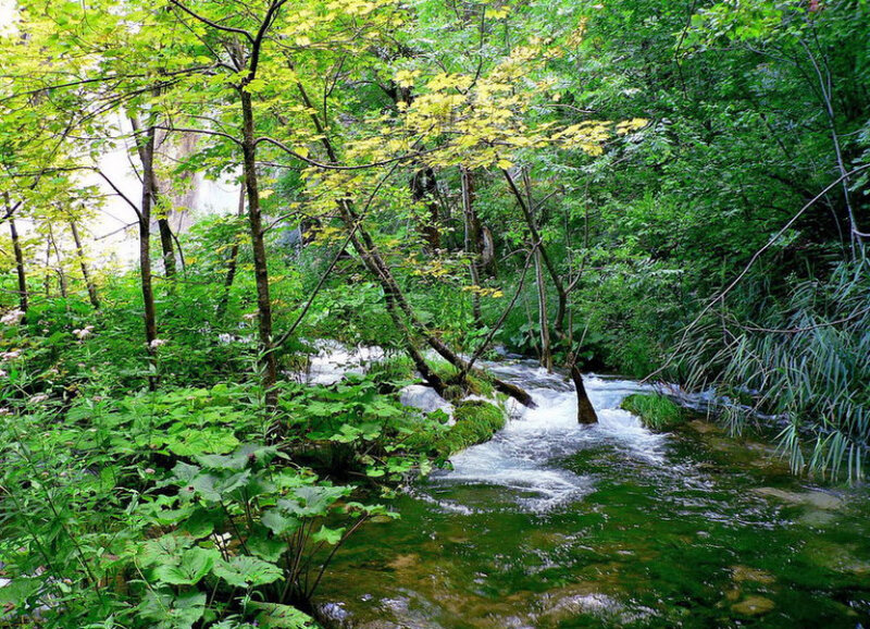 Forest stream in lush greenery
