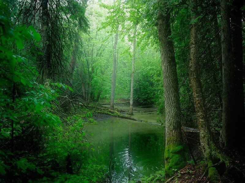 Forest Stream in Mist — Green