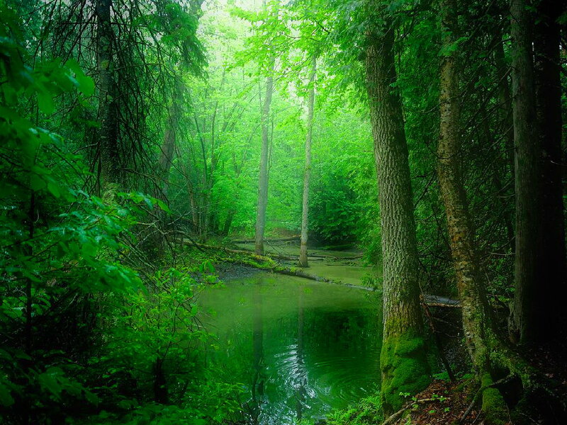 Forest Stream in Mist