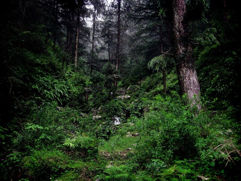 Forest stream in misty woods
