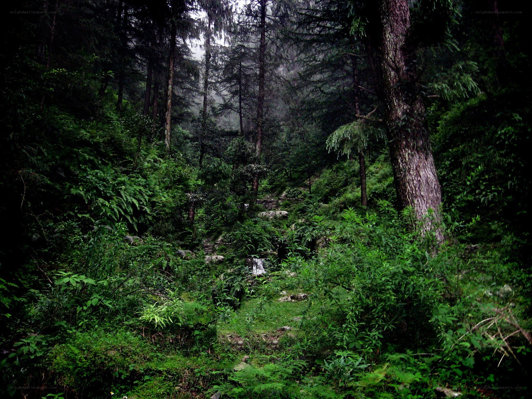 Forest stream in misty woods