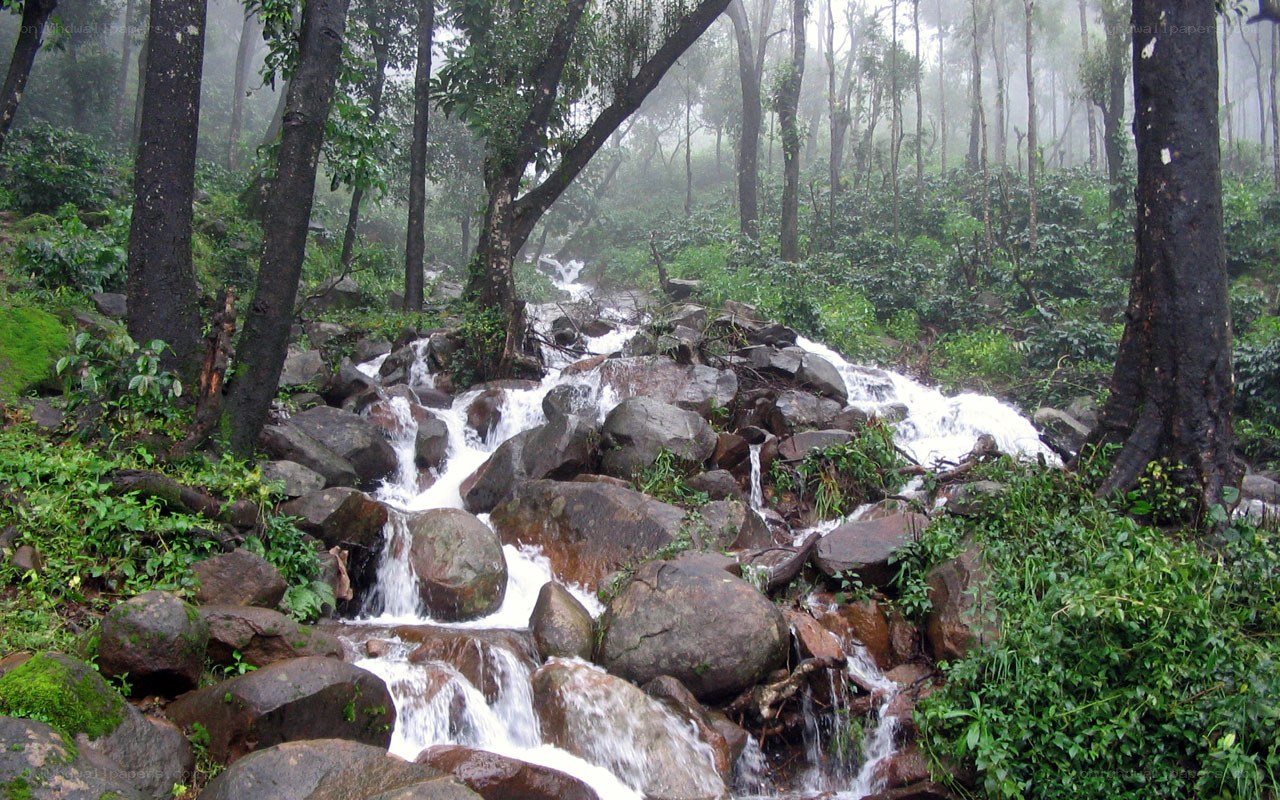 Forest stream in misty woods