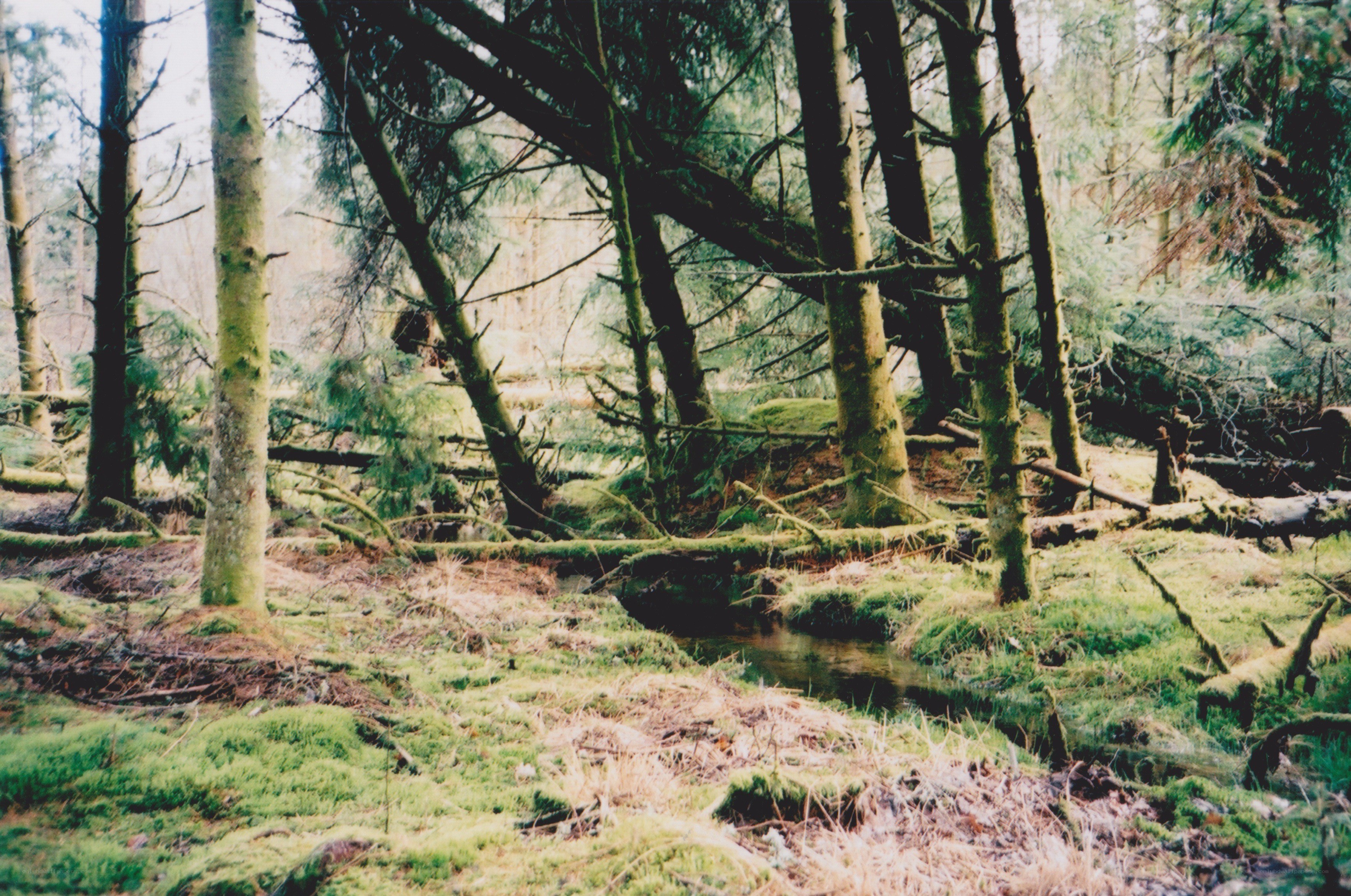 Forest stream in mossy woods