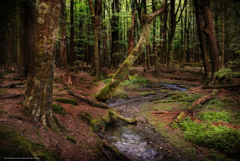 Forest stream in mossy woods