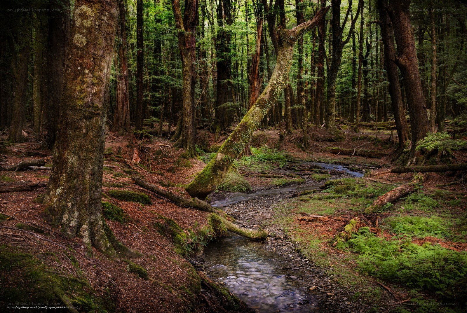 Forest stream in mossy woods