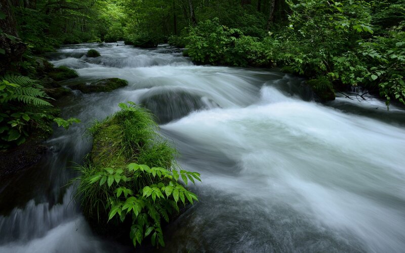 Forest stream in motion