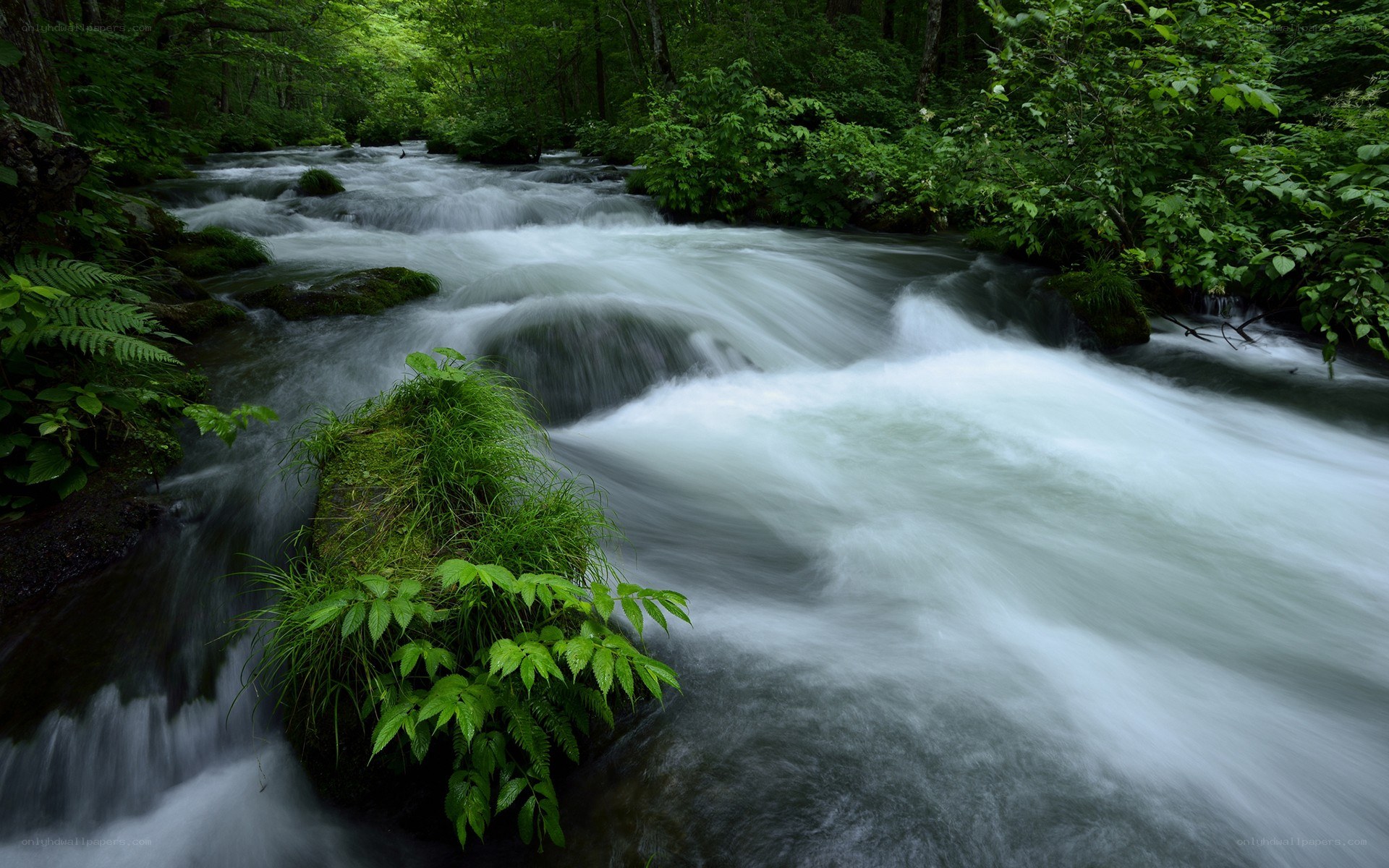 Forest stream in motion