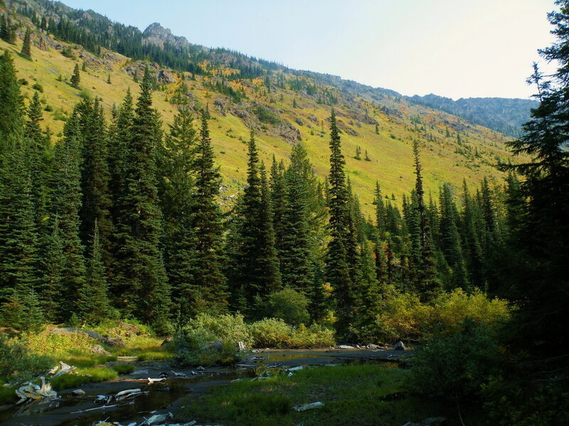 forest stream in mountain valley