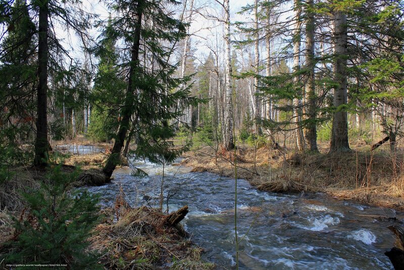 Forest stream in spring
