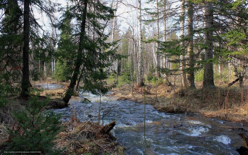 Forest stream in spring