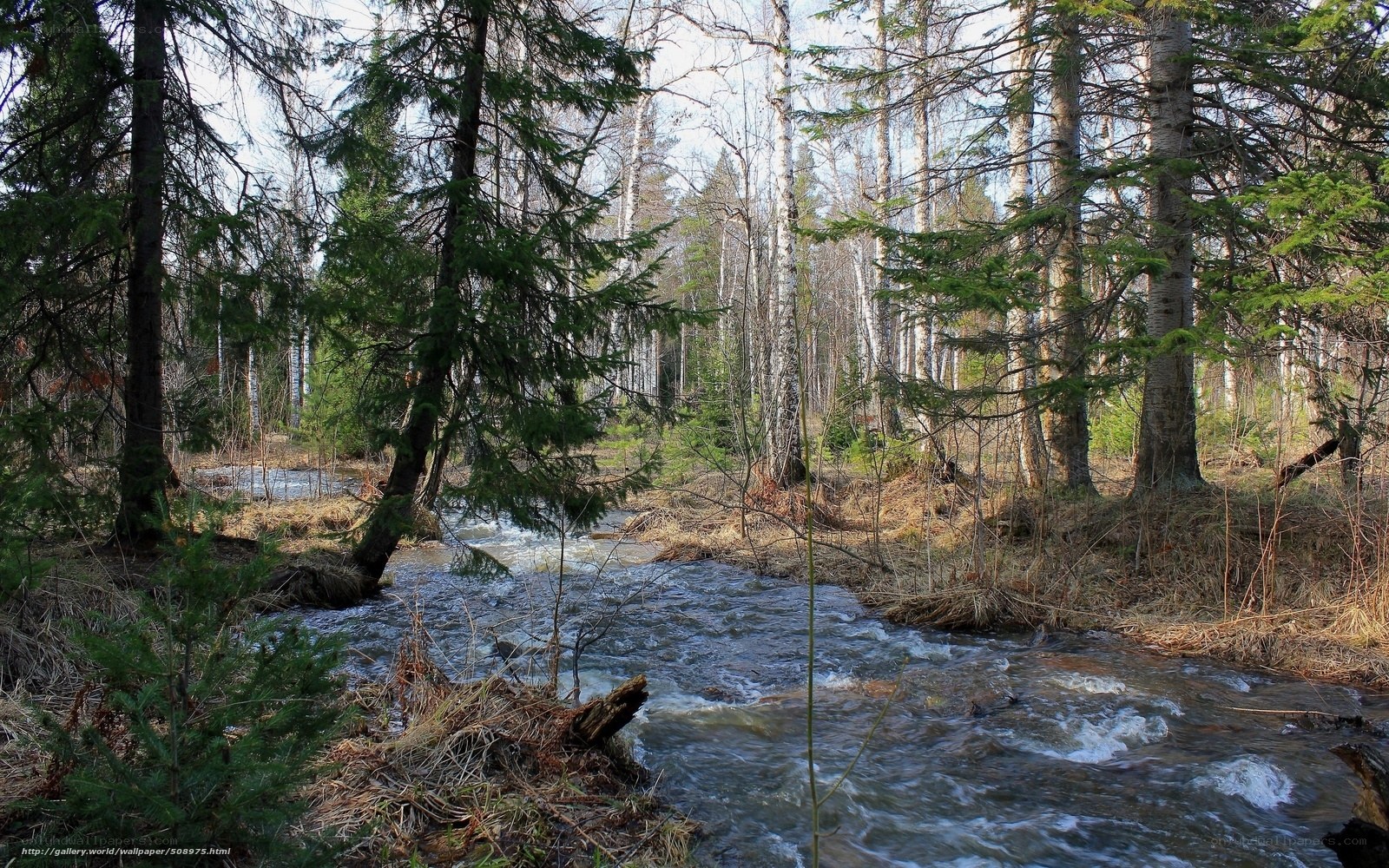 Forest stream in spring