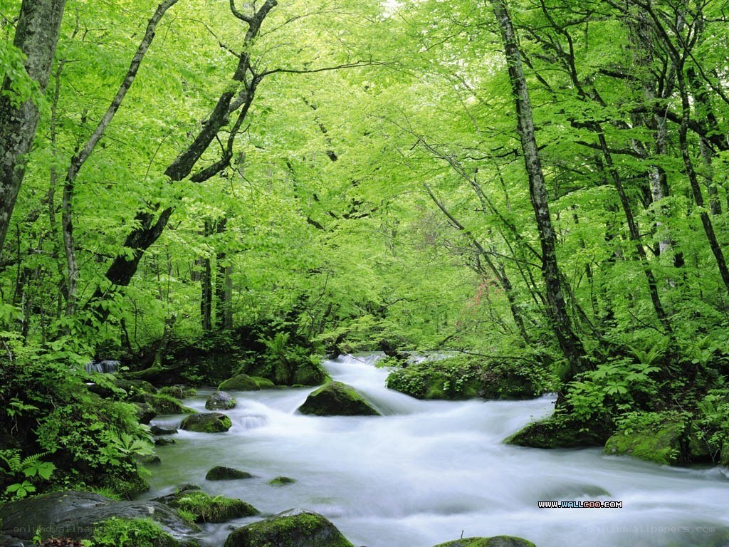 Forest stream in spring