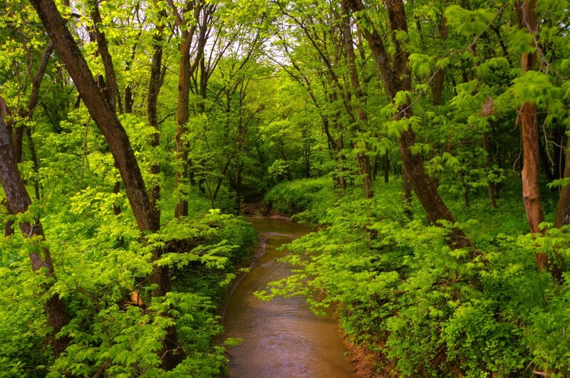 Forest stream in spring