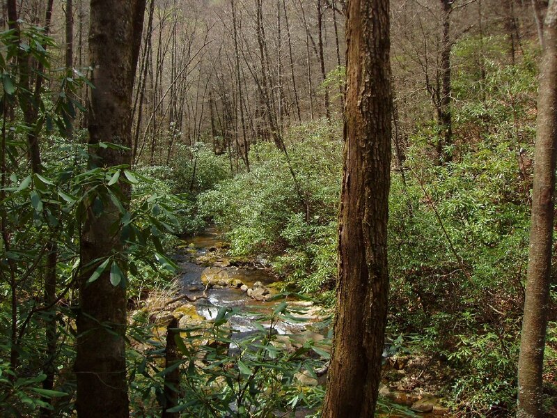 Forest stream in spring