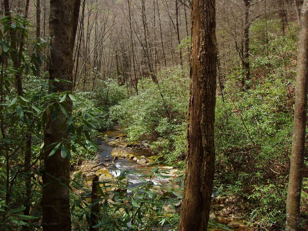 Forest stream in spring