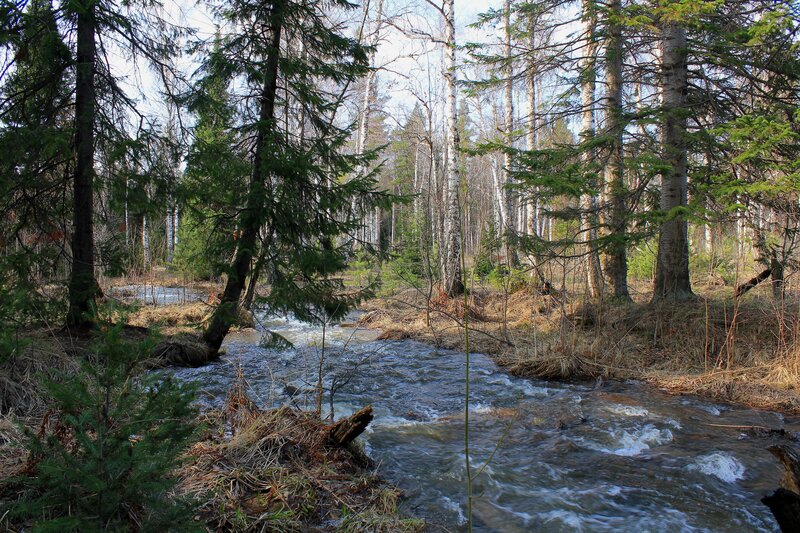 Forest stream in spring