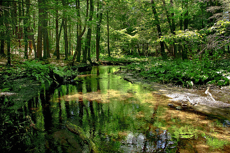 Forest stream in summer