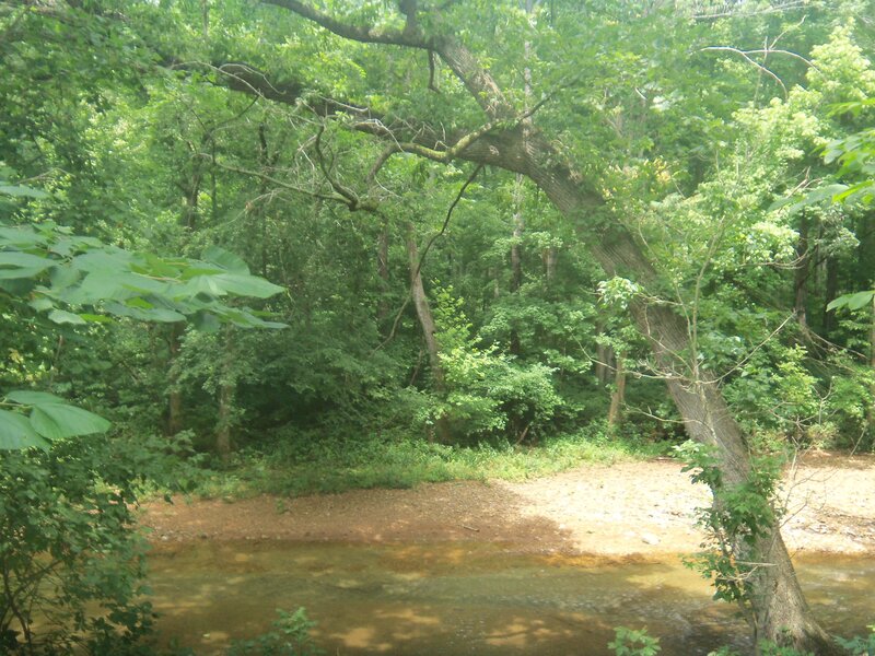 Forest stream in summer