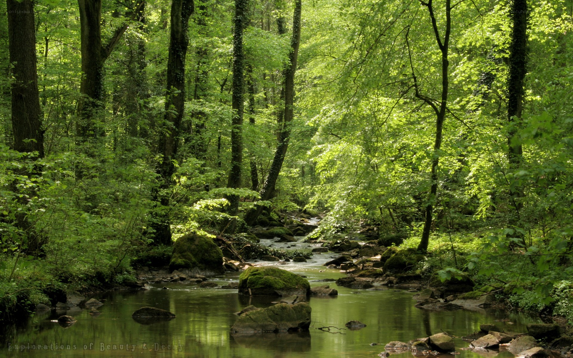Forest stream in sunlight