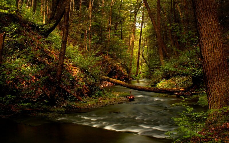 Forest stream in sunlight