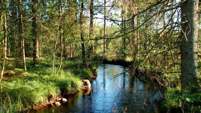 Forest stream in sunlight