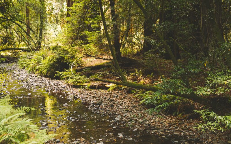 Forest stream in sunlight
