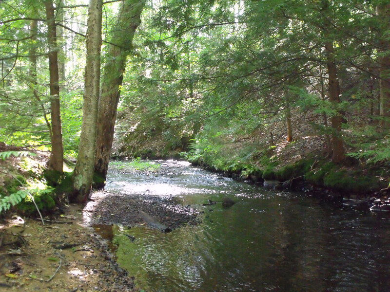 Forest stream in sunlight