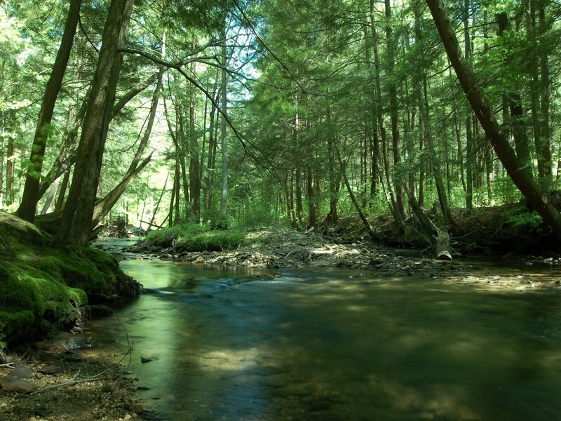 Forest stream in sunlight