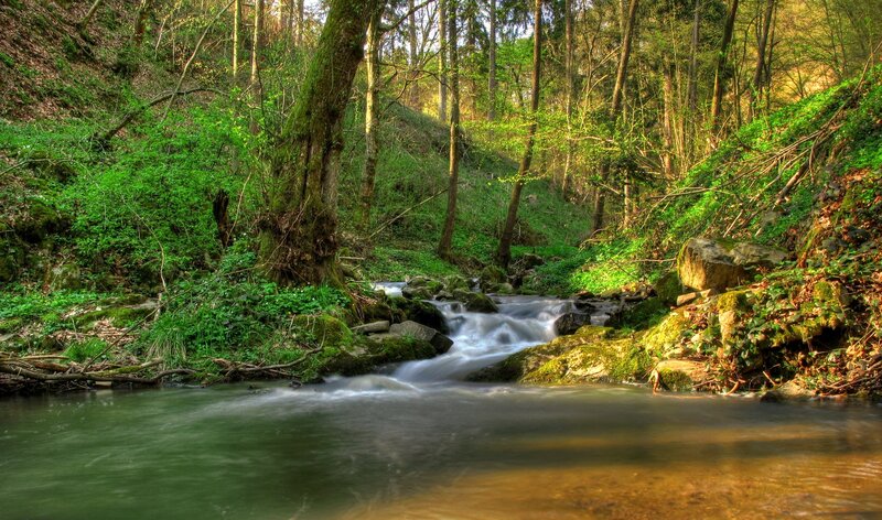 Forest stream in sunlight