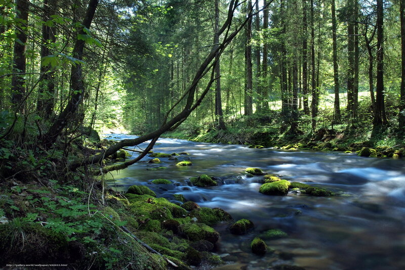 Forest stream in sunlight