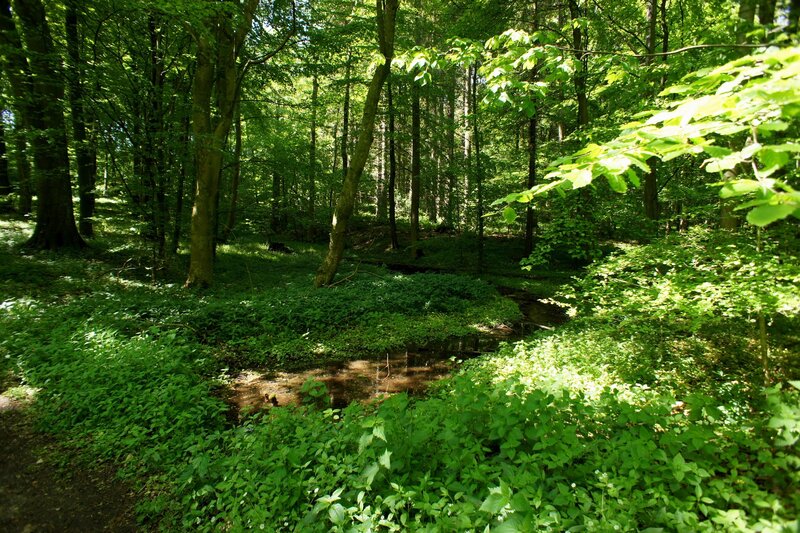 Forest Stream in Sunlight — Green