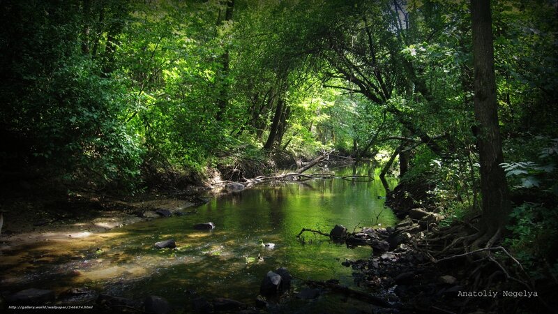 Forest stream in sunlight