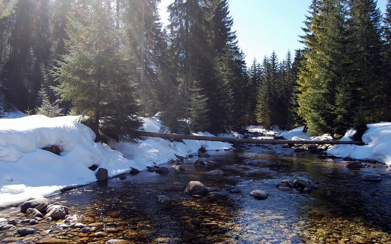 Forest stream in winter