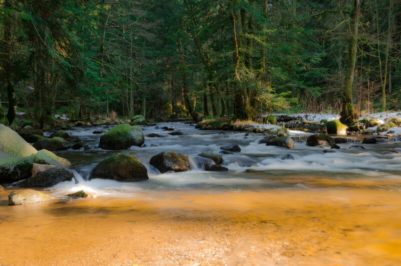 Forest stream in winter