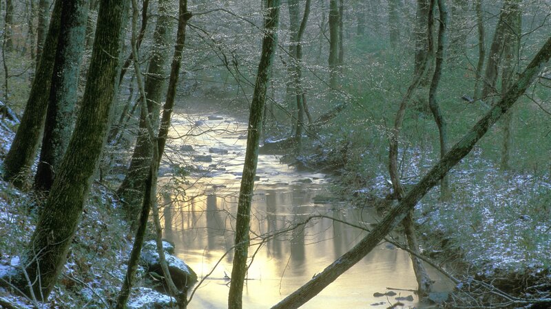 Forest stream in winter light
