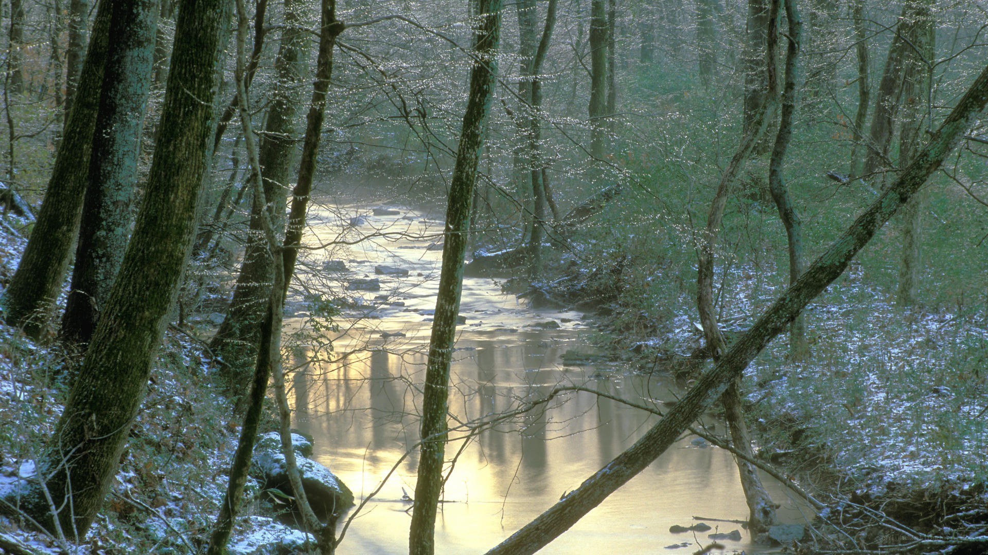 Forest stream in winter light