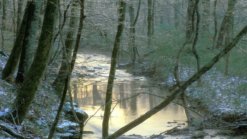 Forest stream in winter