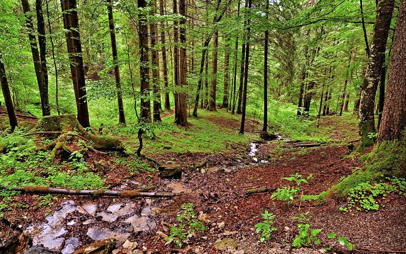 Forest Stream in Woodland
