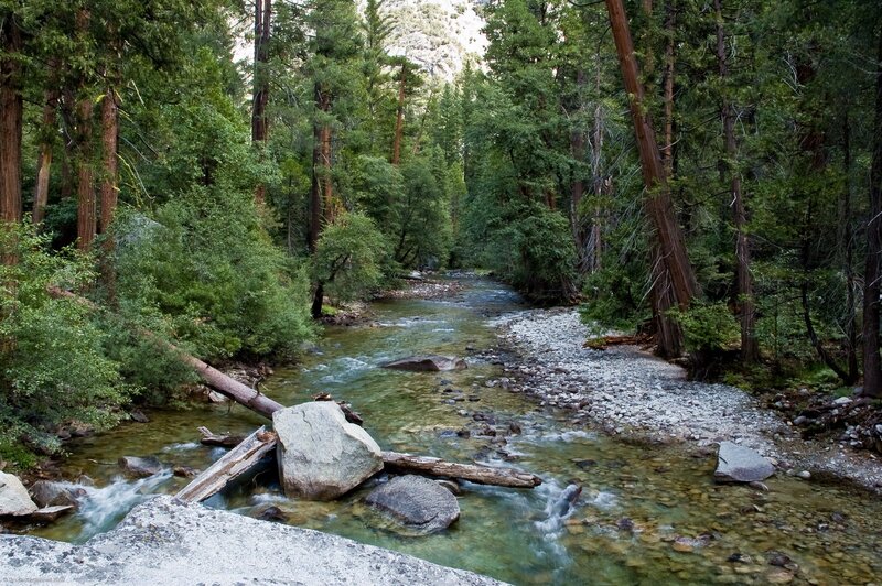 Forest stream in Yosemite