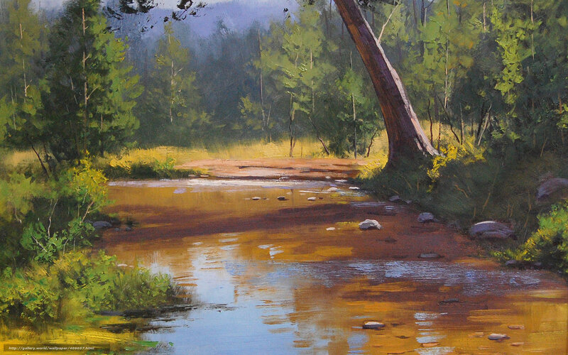 Forest stream landscape