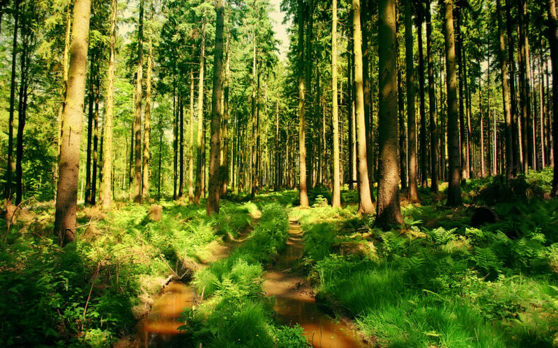 Forest Stream Path