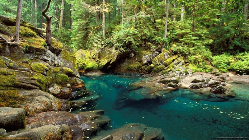 Forest stream pool