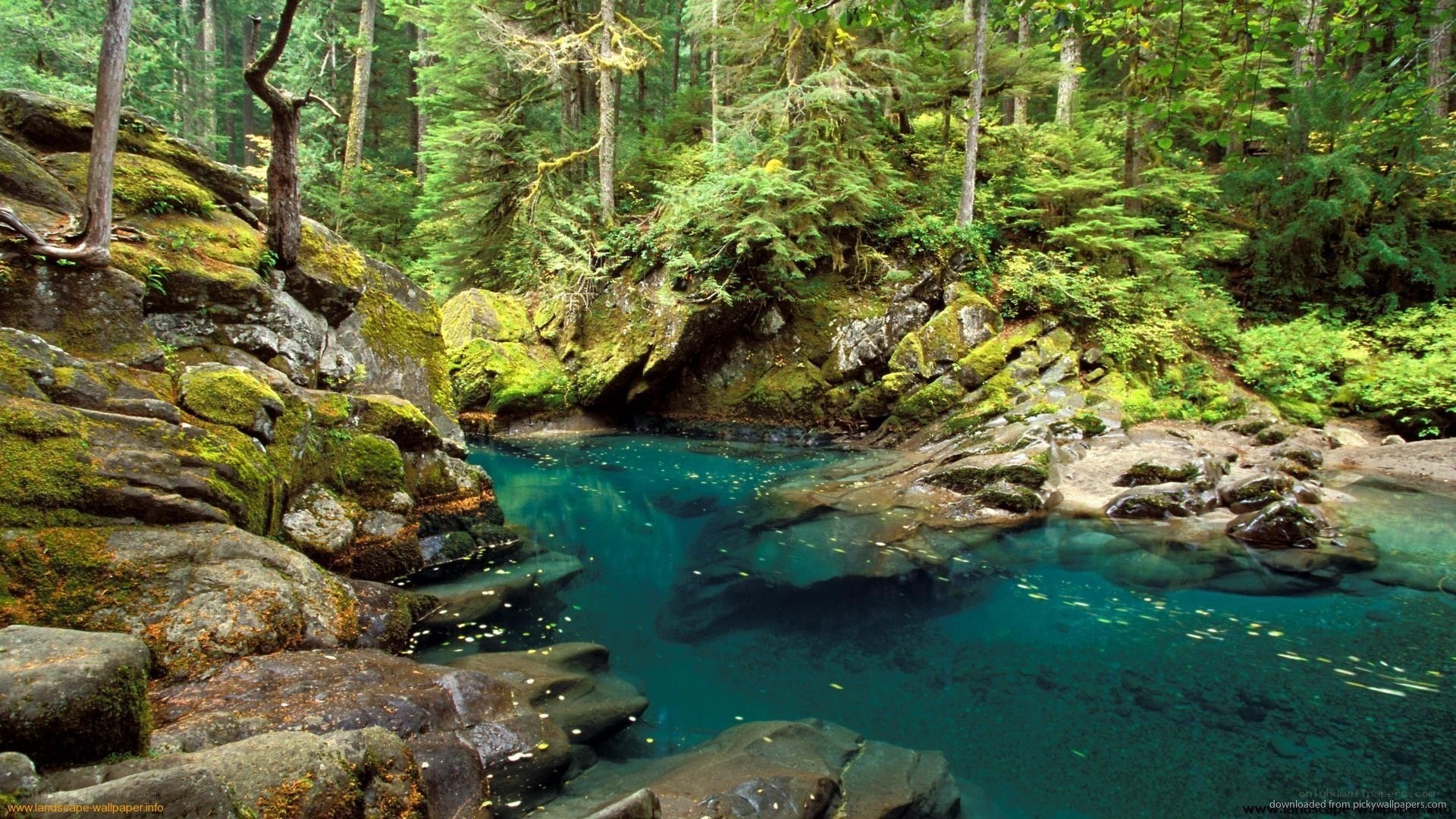 Forest stream pool