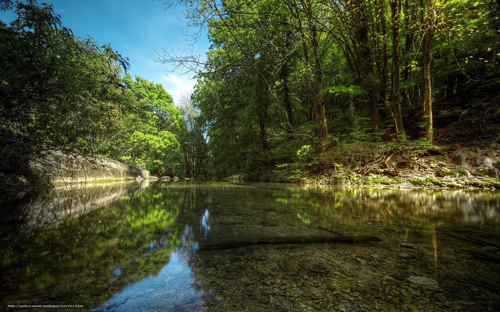 Forest stream reflection