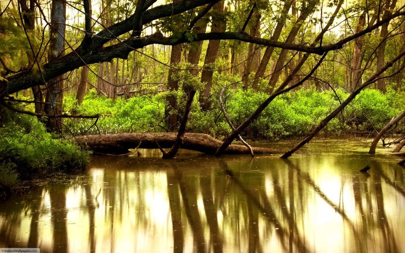 Forest stream reflection