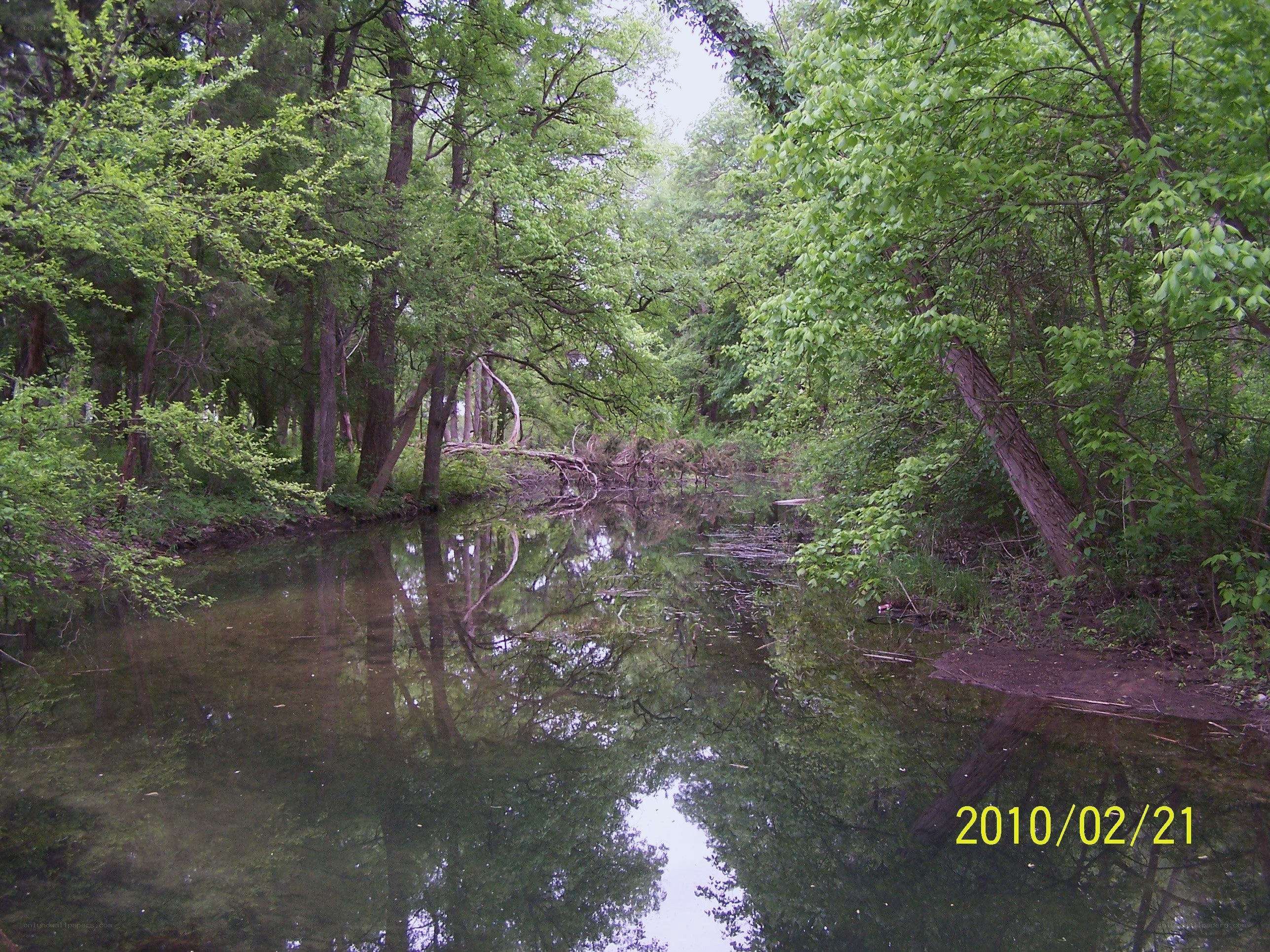 Forest stream reflection